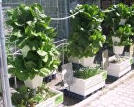 Hydro Harvest Farms