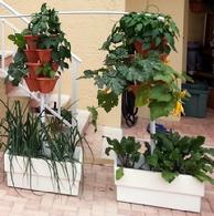 Hydro Harvest Farms
