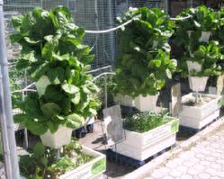 Hydro Harvest Farms